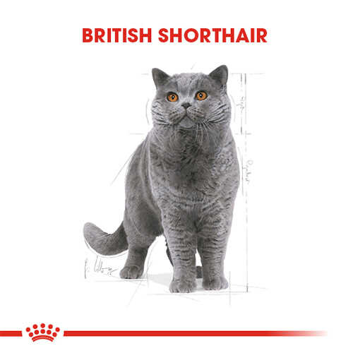 Royal Canin British Shorthair Adult Yetişkin Kedi Maması 10 Kg görsel 2