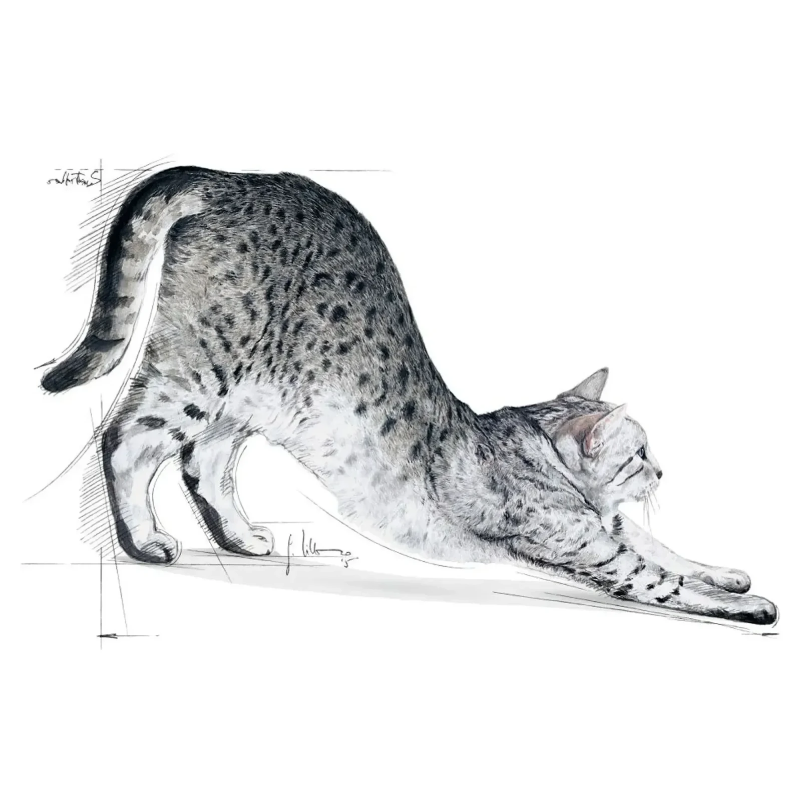 Royal Canin Indoor 27 Yetişkin Kedi Maması 2 KG görsel 3