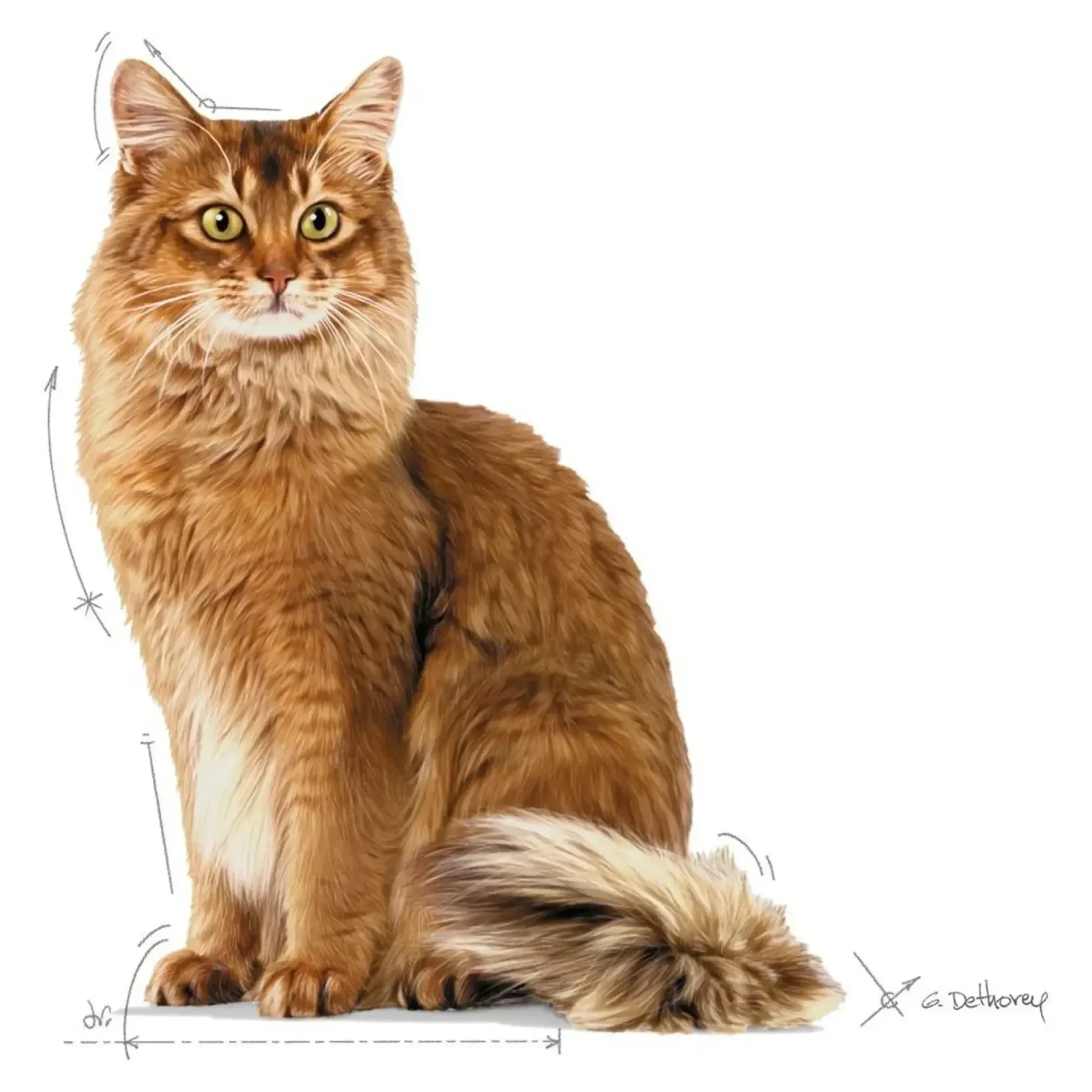 Royal Canin Light Weight Diyet Yetişkin Kedi Maması 8 KG görsel 3