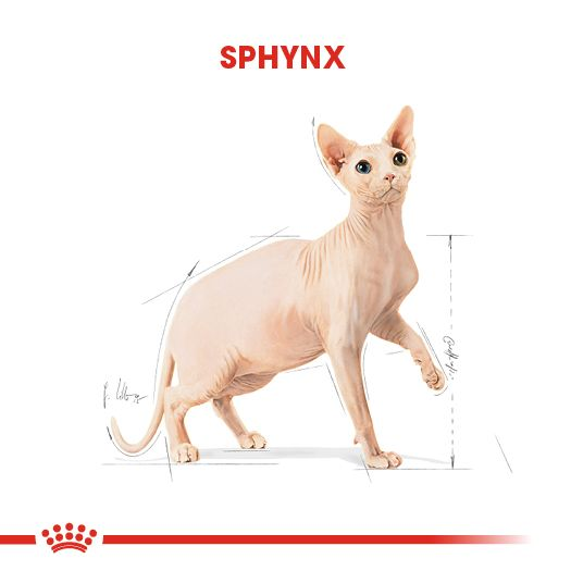 Royal Canin Sphynx Adult Yetişkin Kedi Kuru Maması görsel 5