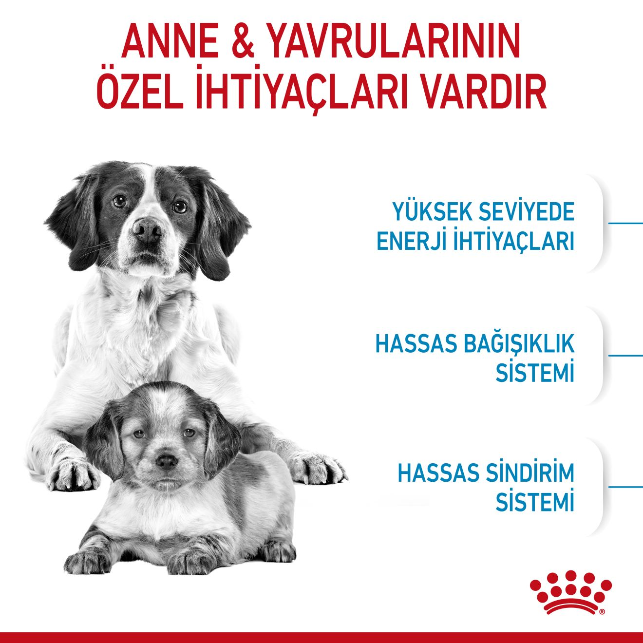 Royal Canin Medium Starter Yavru Köpek Kuru Maması görsel 2