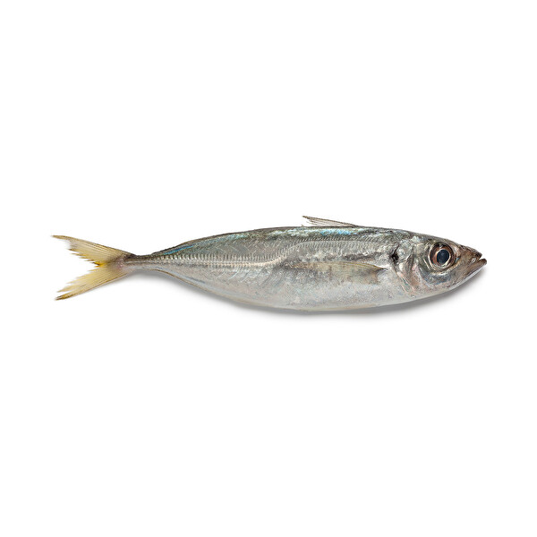 İstavrit Karagöz 1 KG