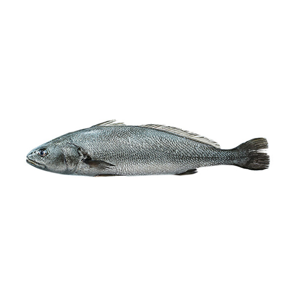 Kaya Levreği 1500-2000 Gr 1 KG
