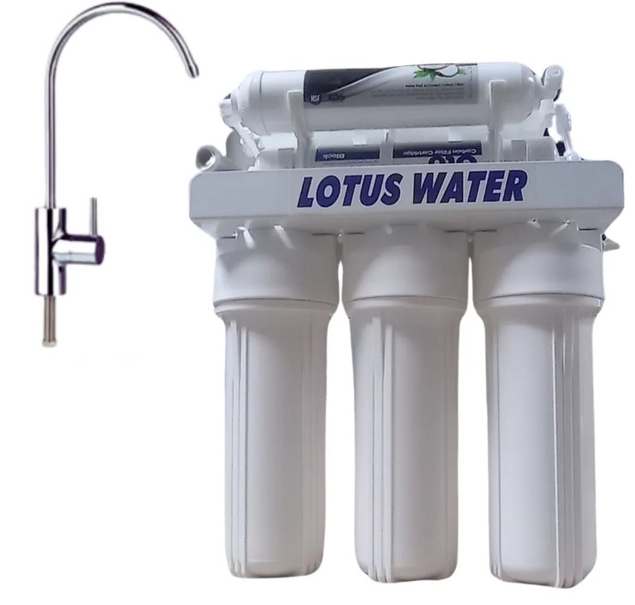Lotus Water Lotus Covey